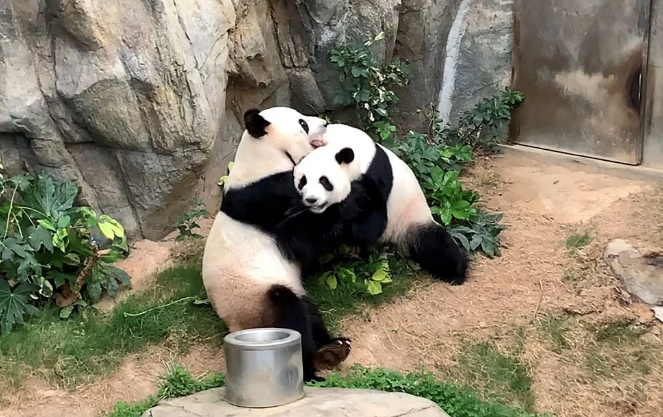 Cuarentena de COVID19 ocasiona apareamiento natural de pareja panda en Hong Kong