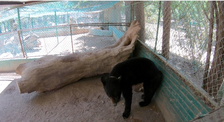Oso capturado en Zootecnia es llevado al zoológico de Aldama