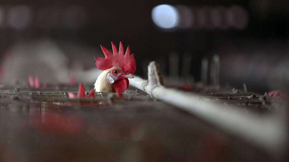 Detectan en China primer caso mundial de gripe aviar H10N3 en humanos