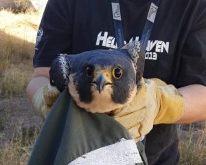 Rescatan Guardianes Ecológicos a halcón peregrino en El Campanario