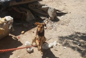 Se coordinan dependencias en Juárez para atender casos de maltrato animal