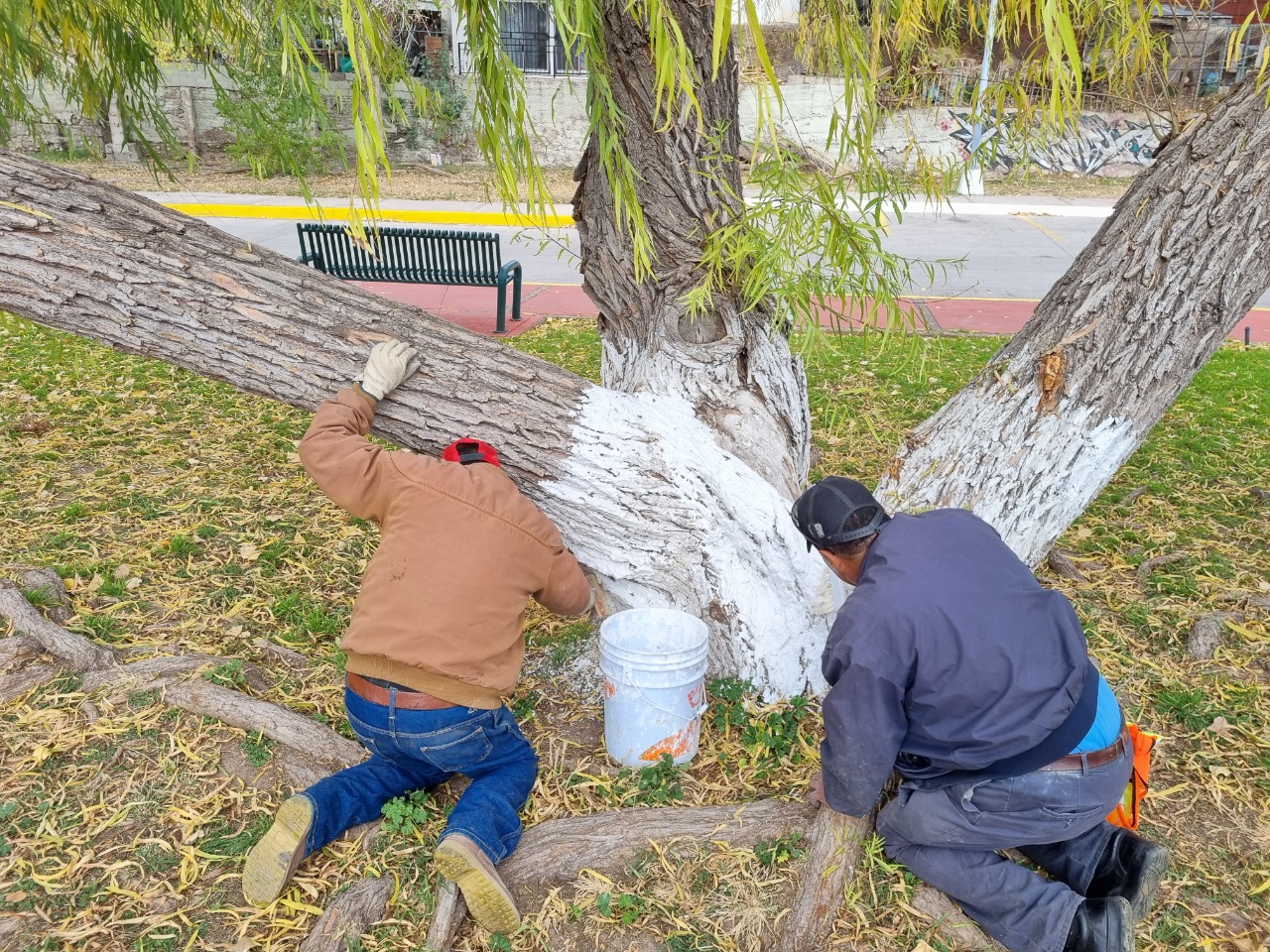 Trabajan en encalado de árboles de Parque en La Cantera