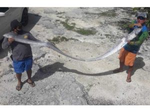 Se acuerdan del pez que presagia sismos y que apareció en Cozumel, pues lo hizo de nuevo