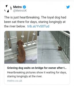 Perrito espera durante días a su amo en puente donde se suicidó