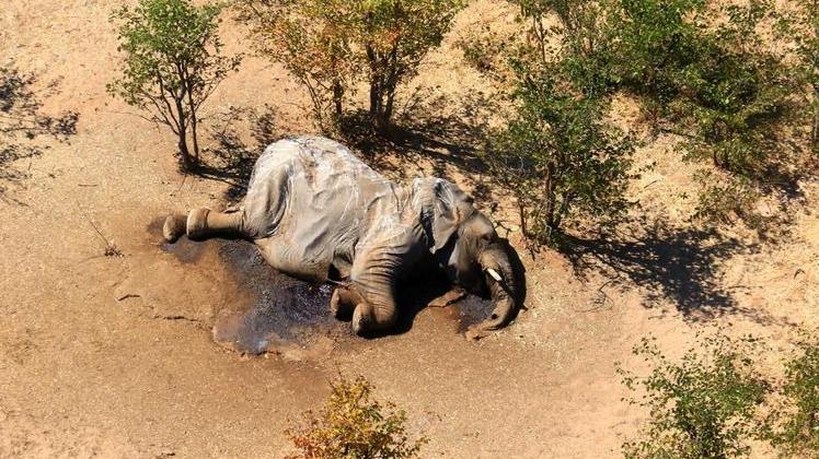 Misteriosa muerte de elefantes en Botsuana enciende alarmas