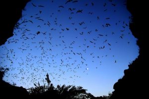 Investigan si murciélagos de Aquiles Serdán son portadores del Covid-19