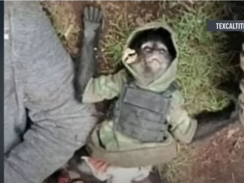 Mono empecherado es abatido en enfrentamiento vs el narco