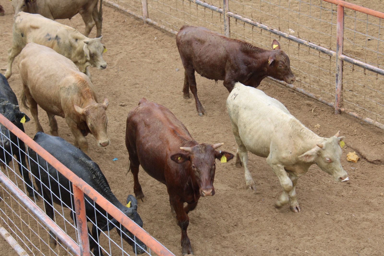 Chihuahua tiene listas 250 mil cabezas de ganado para exportación