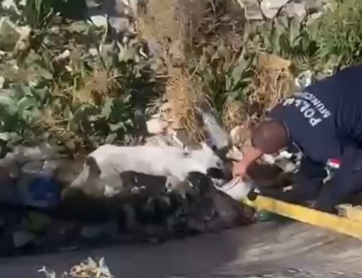 Policías rescatan a perro atrapado en un canal
