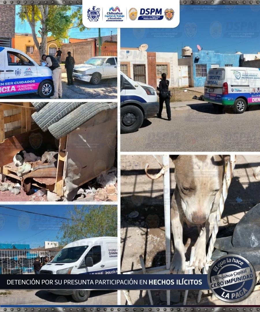 Unen esfuerzos para atender denuncias contra maltrato animal