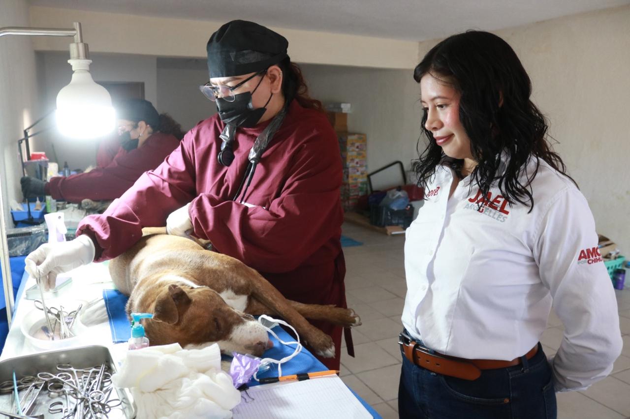 Encabeza diputada jornada gratuita de esterilización