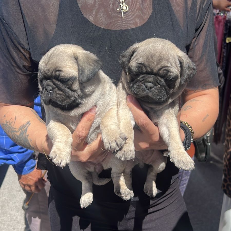 Vendía cachorritos pug en tianguis de la Industrial