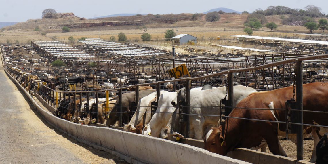 Reapertura gradual al ganado en la frontera a partir de julio
