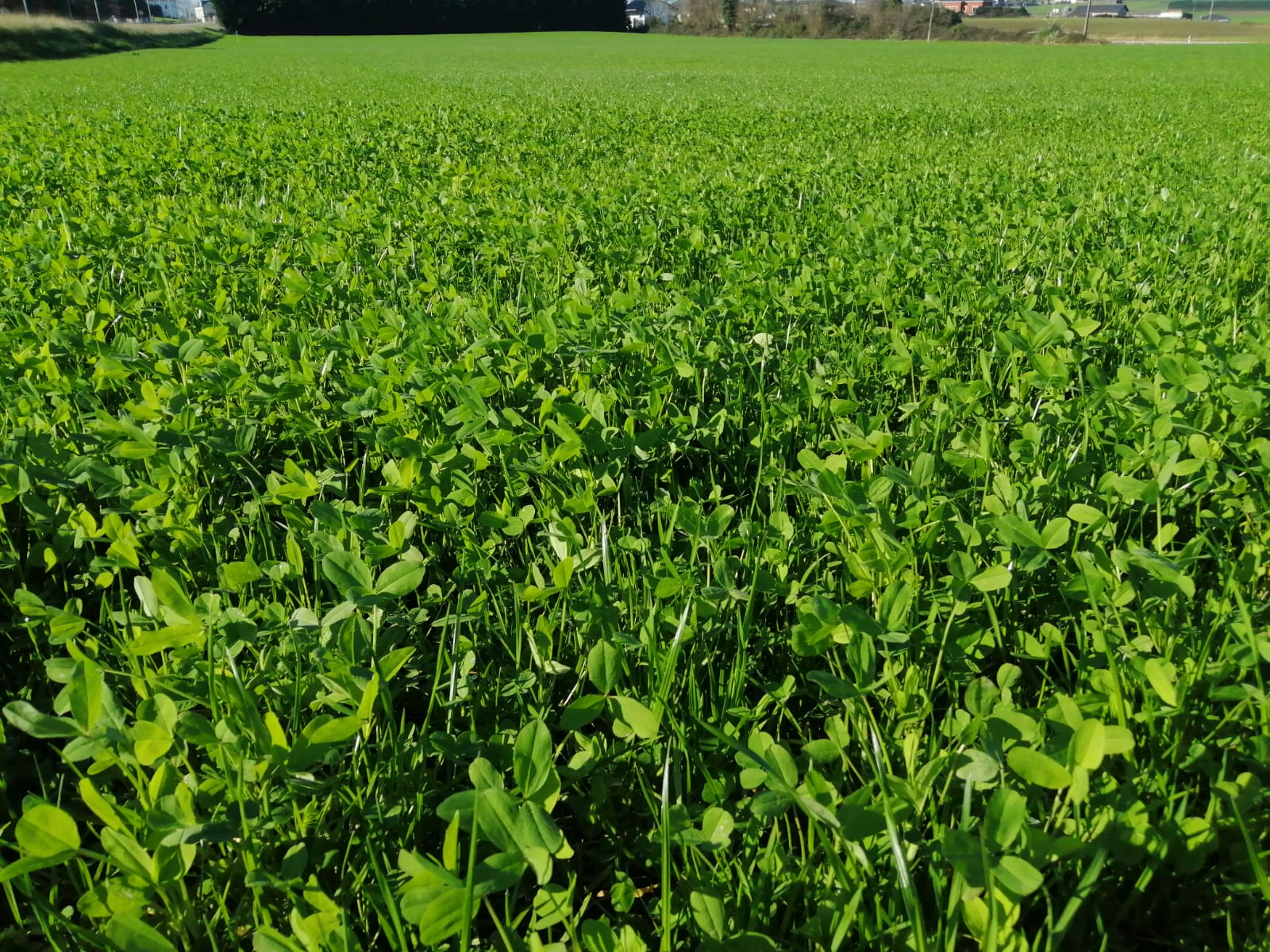 Abre SDR apoyo para adquisición de semilla de pradera