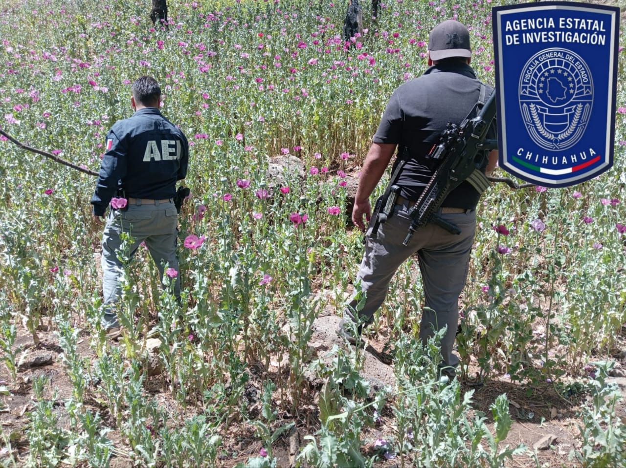 Destruye AEI 6 mil plantas de amapola en Guadalupe y Calvo