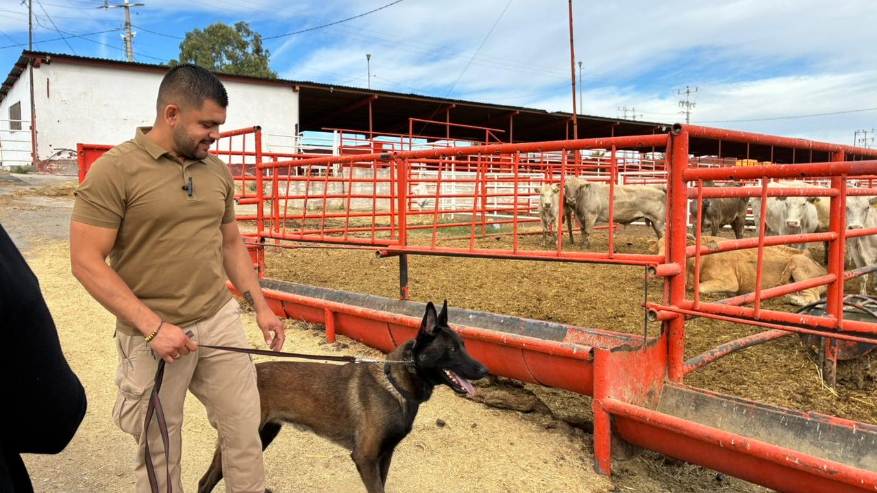 Se suman binomios caninos al blindaje vs Gusano Barrenador
