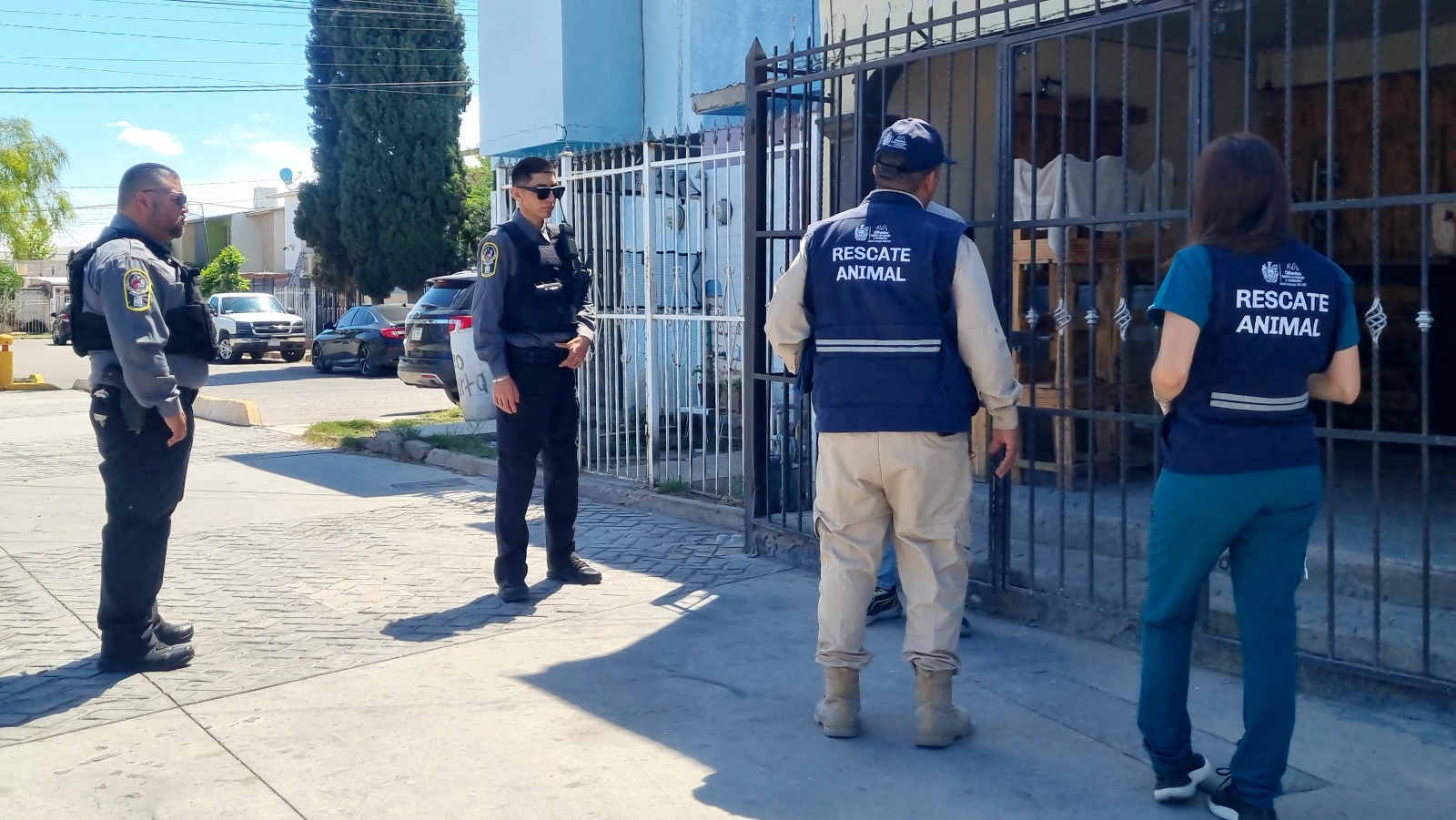 Atienden 475 reportes por maltrato animal