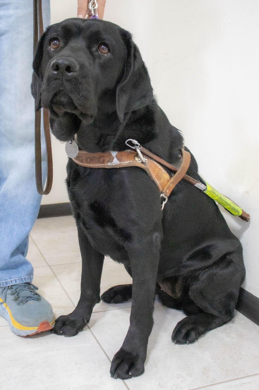 Conmemoran hoy el Día Internacional del Perro Guía