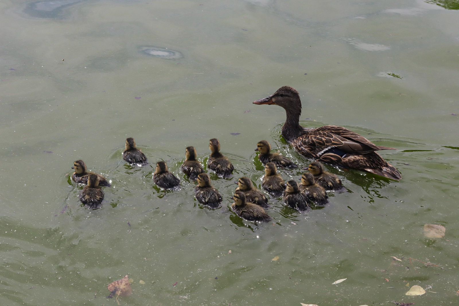 Aumenta población de patos mexicanos en el Parque Central