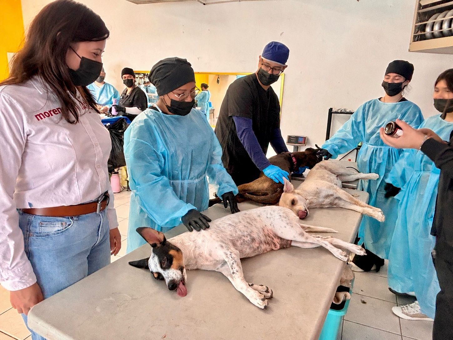 Lleva Jael Argüelles 200 esterilizaciones a mascotas