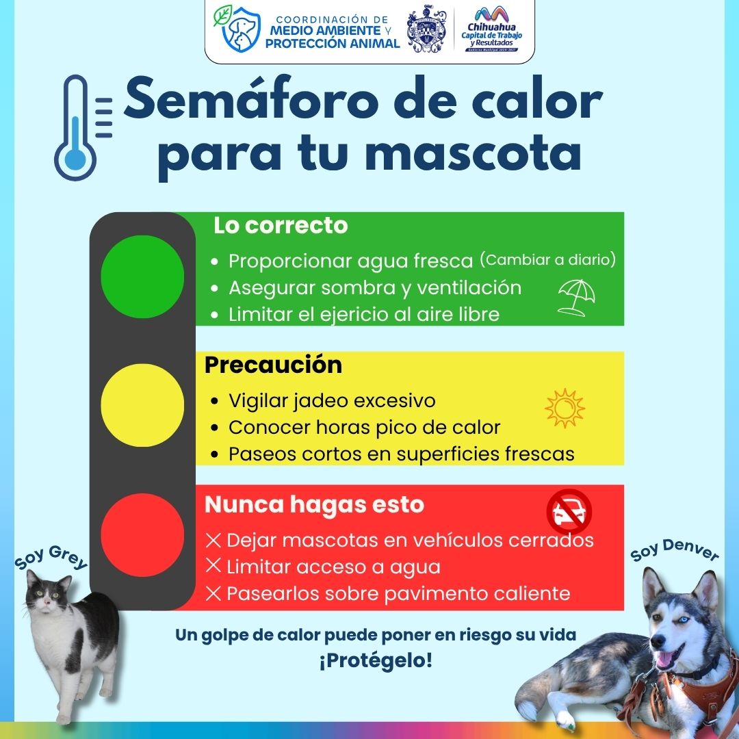 ¡Protege a tus mascotas del calor!