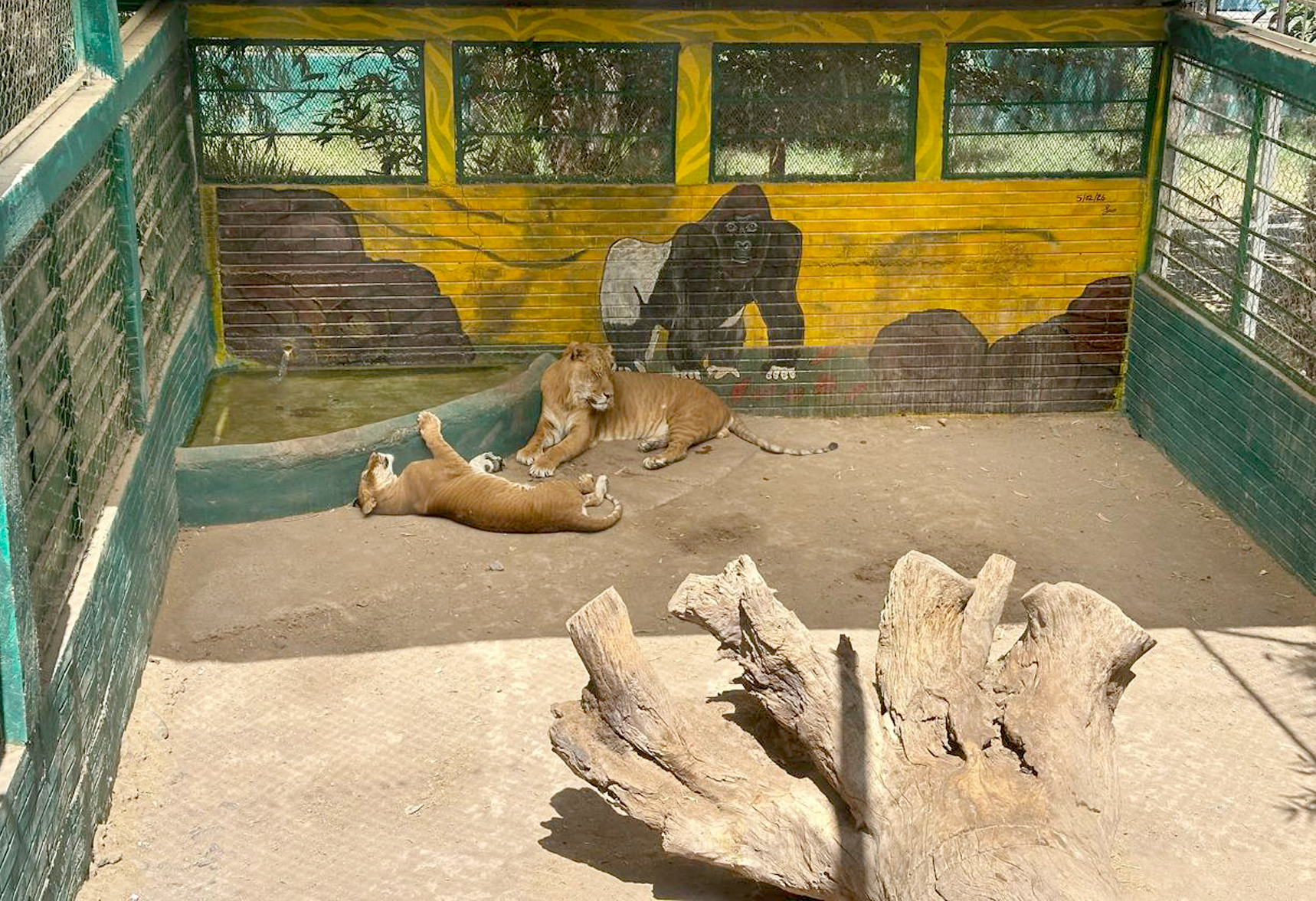 Crías de tigres “roban” miradas en el Zoo de Chihuahua