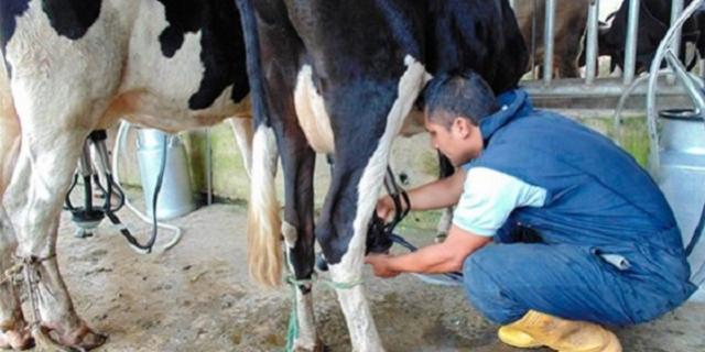 Lecheros enfrentan altos costos pese a precio estable de Liconsa
