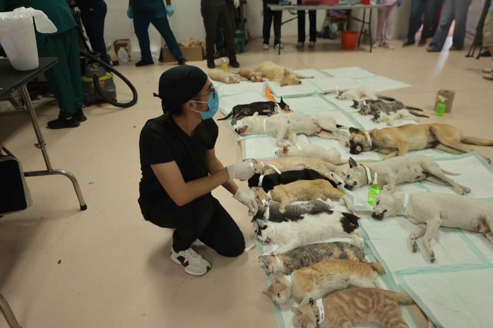 Esterilizó DABA a 614 animalitos en jornada masiva este fin de semana
