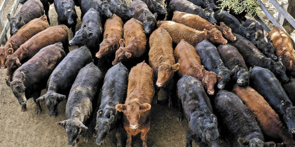 Caso de gusano barrenador en Texas activa vigilancia en Chihuahua