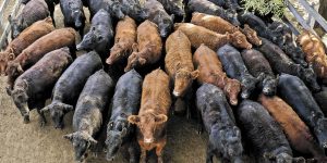 Caso de gusano barrenador en Texas activa vigilancia en Chihuahua