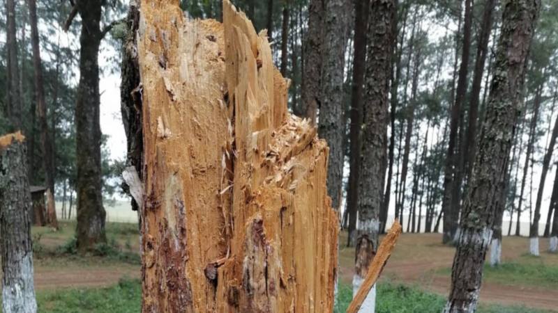 ⁠Atiende Desarrollo Rural plaga de gusano descortezador