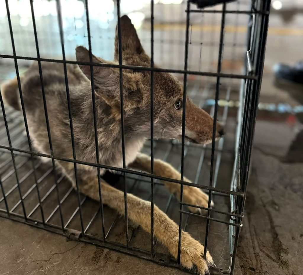 Alerta Bomberos por incremento de fauna silvestre durante lluvias