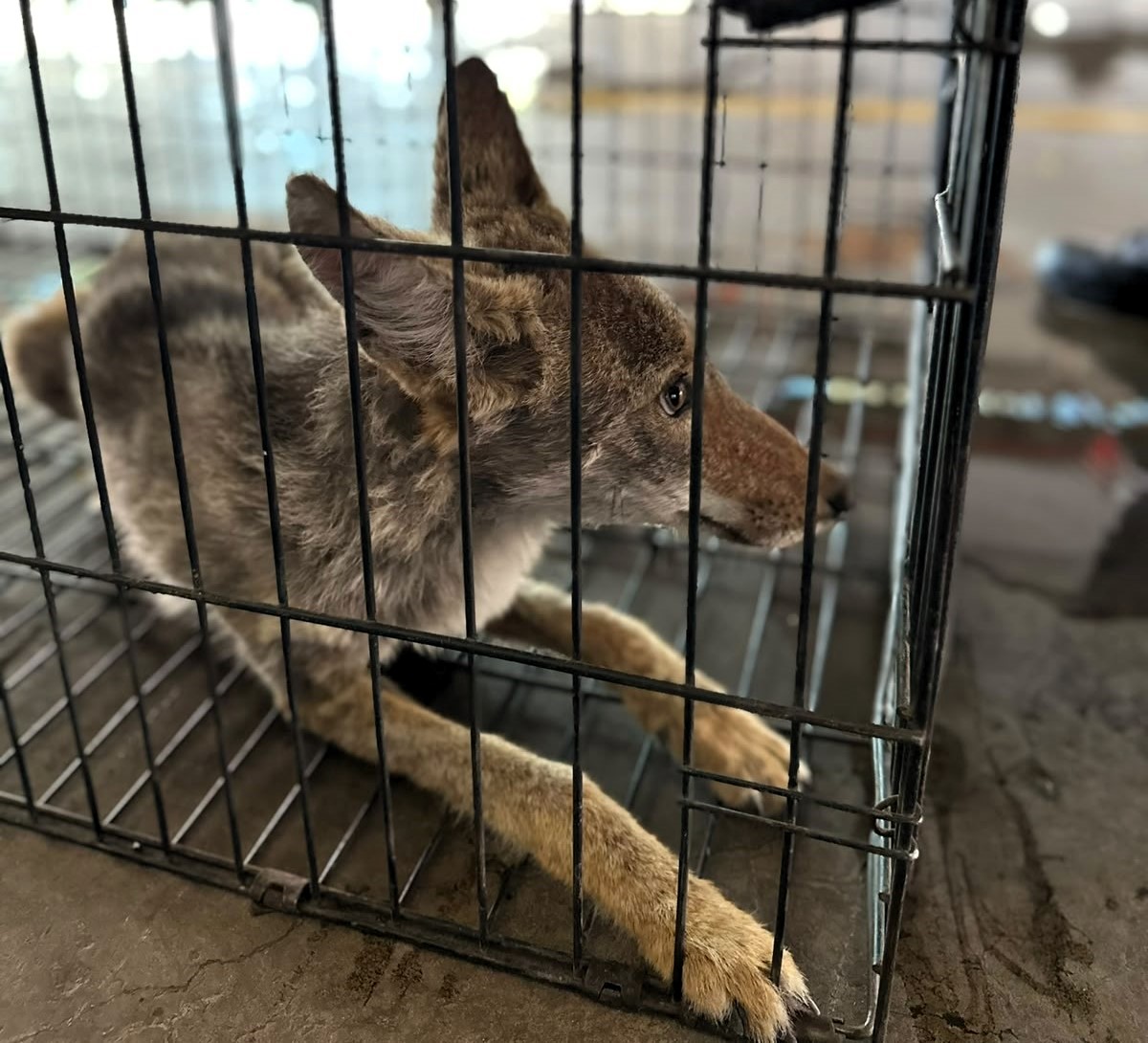 Alerta Bomberos por incremento de fauna silvestre durante lluvias
