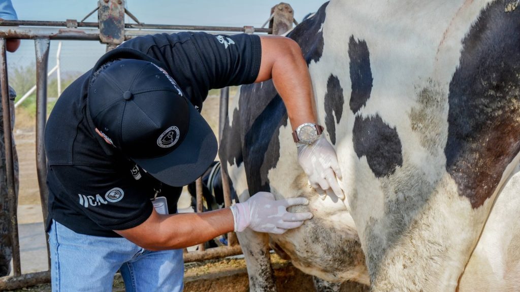 Refuerza SDR acciones ante posible caso de Gusano Barrenador en la entidad