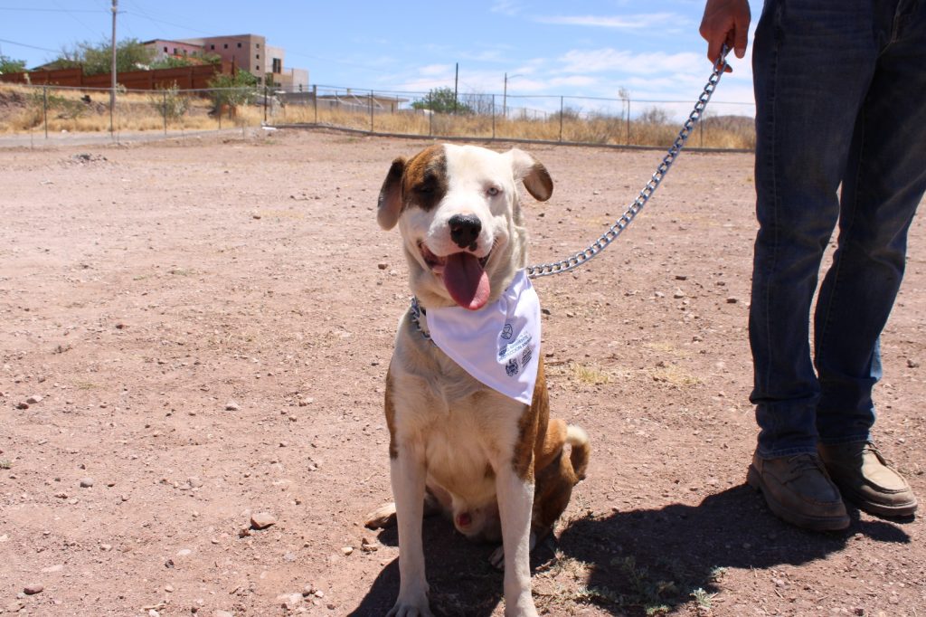 Conmemoran Día del Perro con acciones de salud y adopción