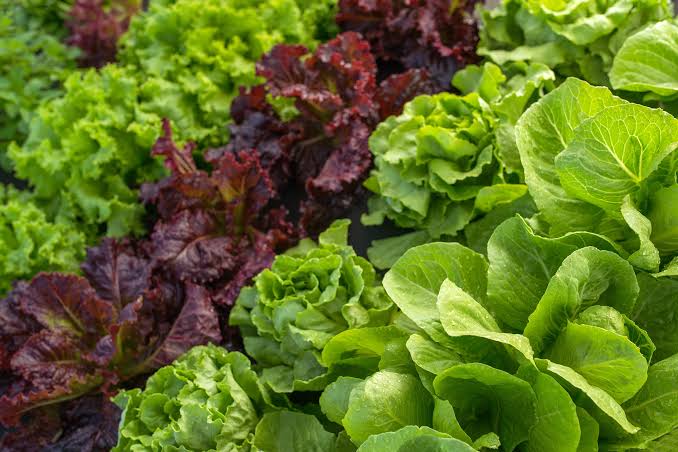 México investiga lechuga por casos de ciclosporiasis